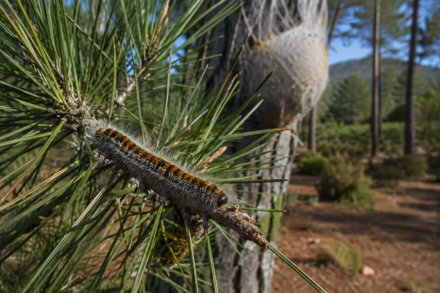 Procesionaria del pino (Thaumetopoea pityocampa) en pinares